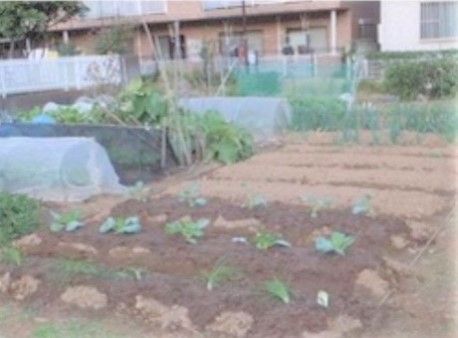 いくつもの畝が作られ、小さなビニールハウスもある家庭菜園
