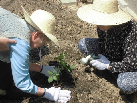麦わら帽子をかぶって、苗を植えたり水をあげたりしている入居者様たち