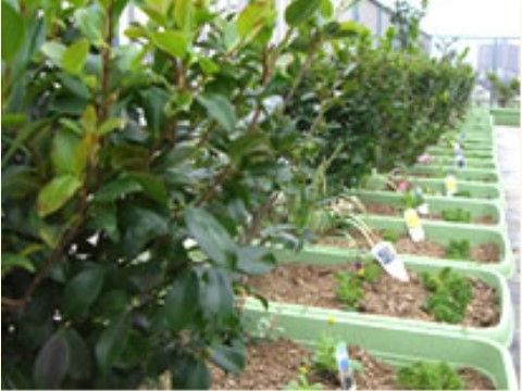 プランターが整然と並べられて、多くの植物が育っている花壇