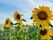 ひまわりが咲く庭