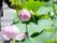 大きな緑の葉の間から、淡いピンク色の蓮の花が咲いている。側はウッドデッキになっており、フェンスが設置されている。