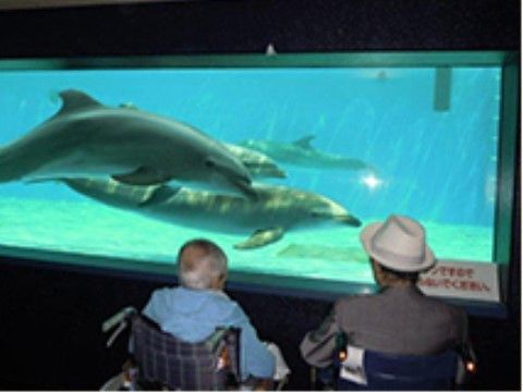 大きな水槽の中を泳ぐイルカを眺めている、車いすをご利用の入居者様たち