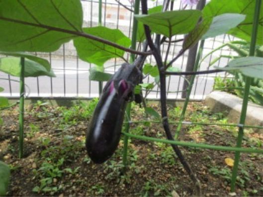 菜園