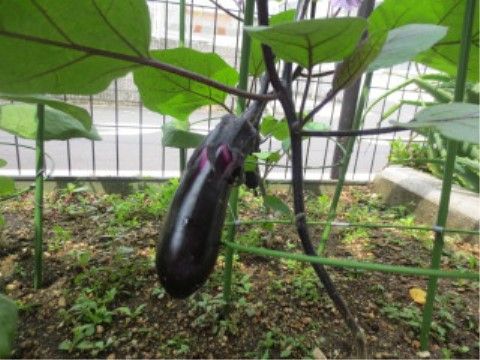 葉っぱが茂って、大きく成長した野菜が成っている家庭菜園