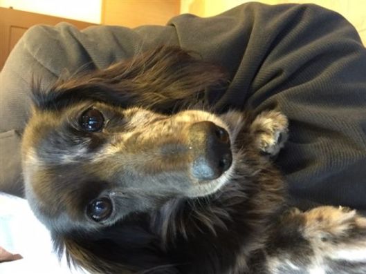 犬
