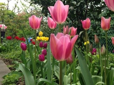 ピンク、紫、黄色、赤のチューリップがたくさん植えられている。側には小道があり、花壇周辺を散策することができる。