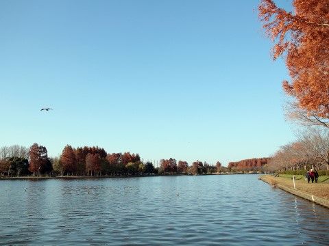 大きな池を眺めながら散歩することができる公園が近くにある。対岸の木々を眺めながらゆったりと過ごすこともできる。