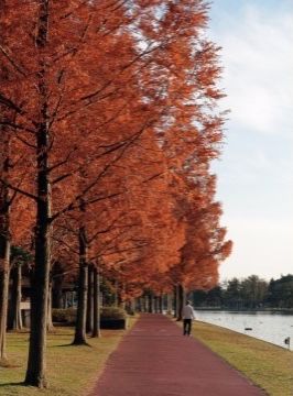 近くの公園は、秋になると木々が紅葉する。日々の散歩で季節の移ろいを感じることができ、自然との触れ合いも楽しめる。