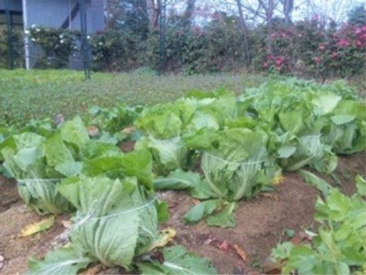 野菜