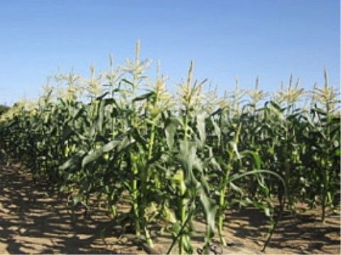 晴天の日に自社農場の畑で順調に育っている高さのある野菜