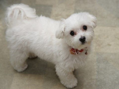 白い毛並みで首輪をつけられた犬がこちらを見上げている様子