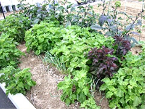 野菜や植物を育てて収穫も楽しめる、施設の近くの畑スペース