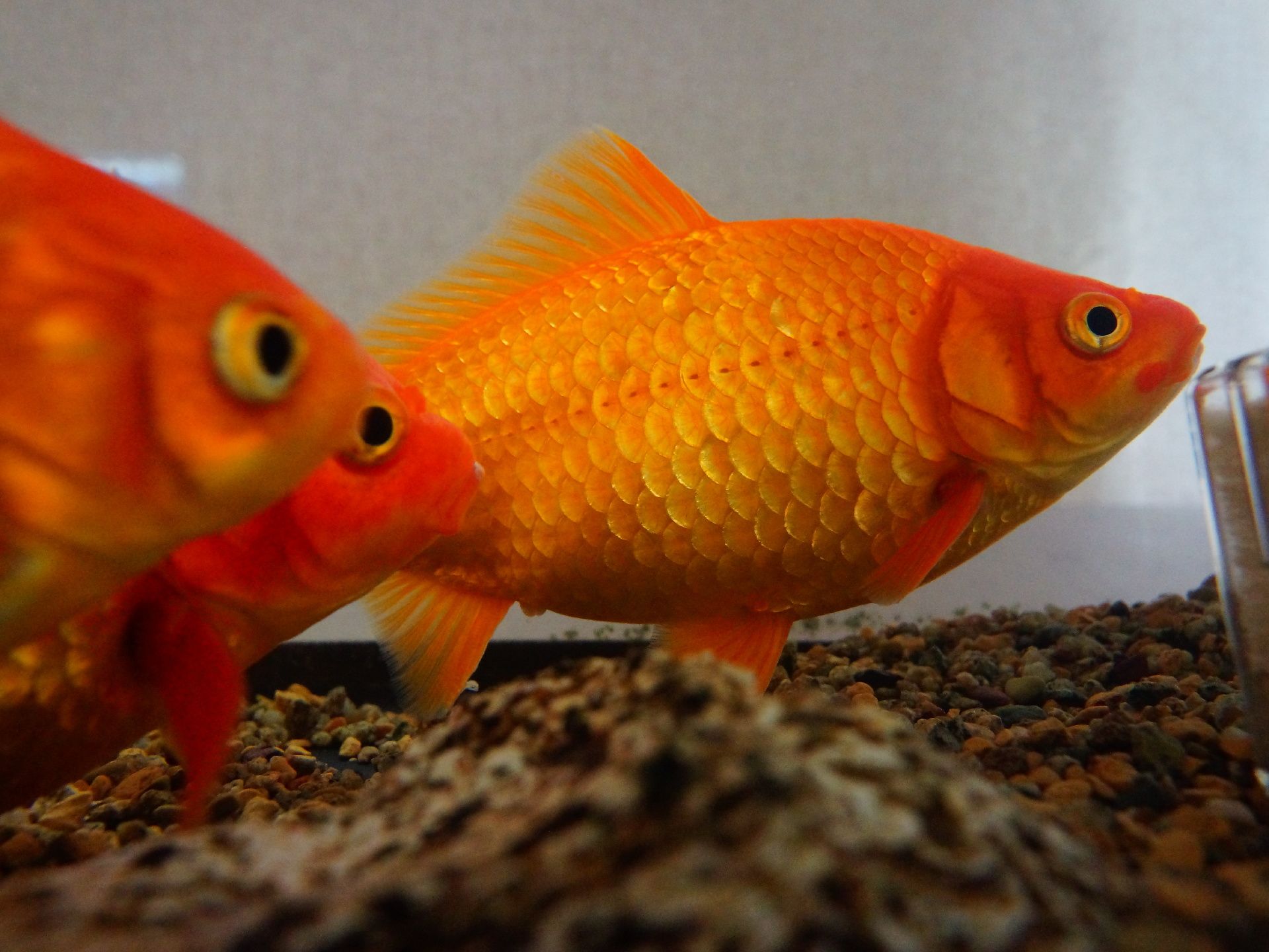 水槽の底に茶色い砂利が敷き詰められ、その上を3匹の大きな赤い金魚が泳いでいる。3匹とも右側を向いている。