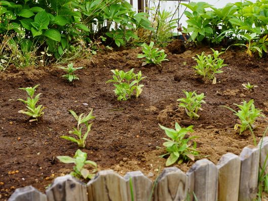 中庭にある花壇