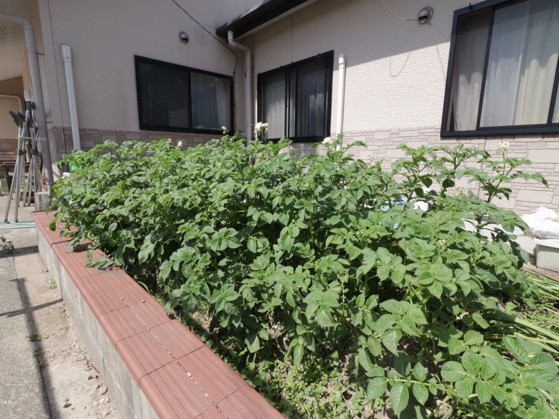 施設に併設された小さな畑で、植物を栽培している。入居者様のご協力もいただいており、リハビリや趣味の発見など、さまざまな効果が得られる。