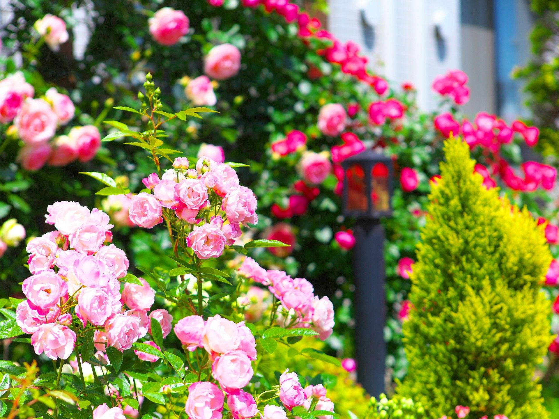 美しい庭の花々