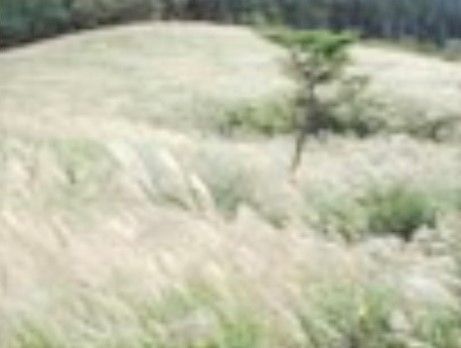 秋に楽しむことができるすすきの景色である。周辺には、入居者様とご家族にお楽しみいただける観光名所が多くある。