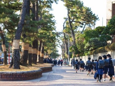 幅が広い歩道の脇に大きな松が並んでいる。その横を制服を着て、ランドセルを背負った小学生が歩いている。