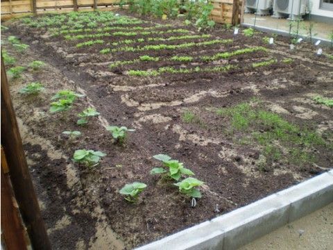 手入れされた菜園では、野菜が数種類植えられている。青空のもと元気に育つ野菜を入居者様も楽しみに眺められる。