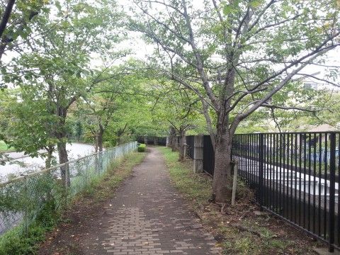 緑の豊富な散歩道。