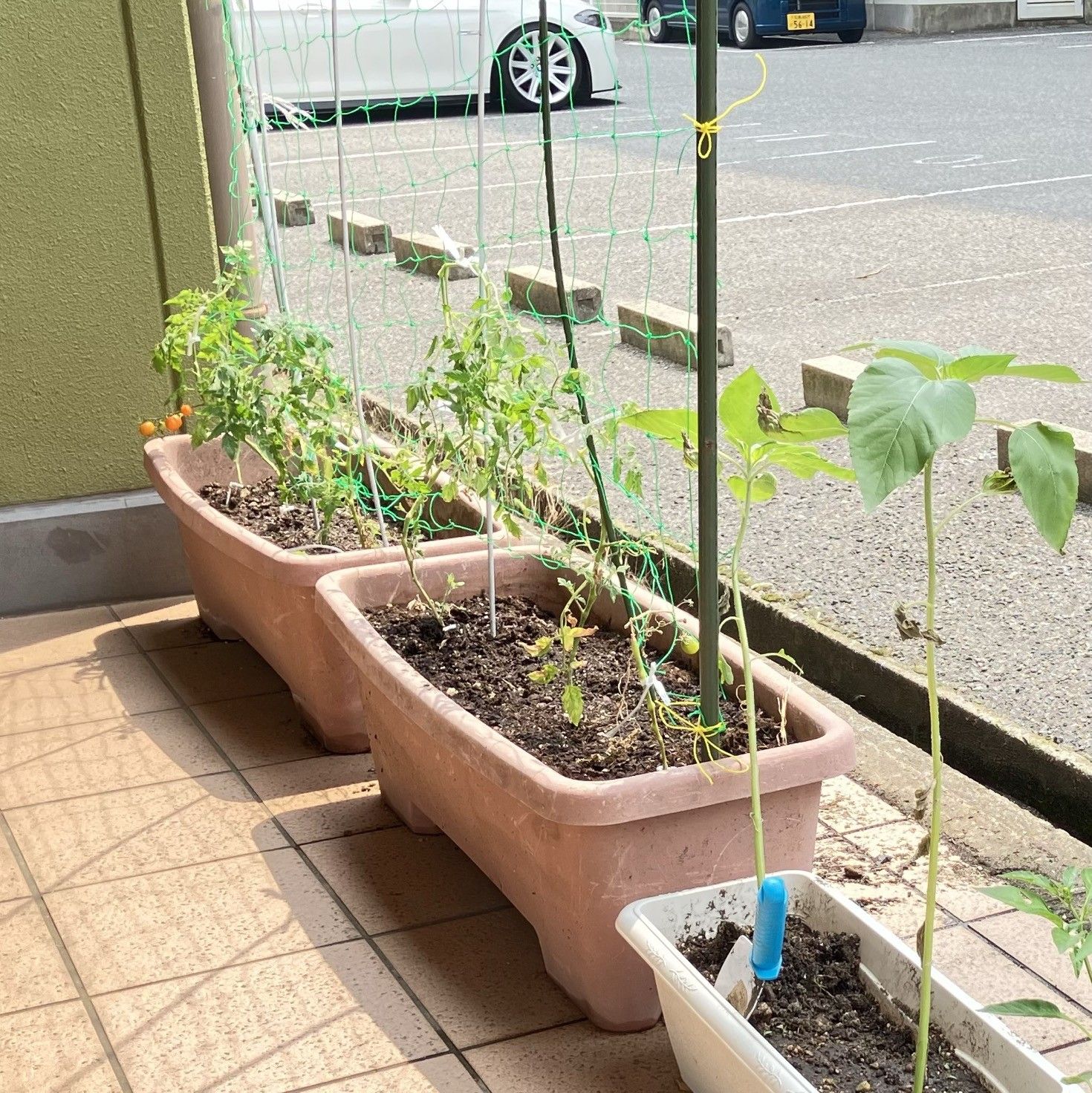 プランターの植物たち