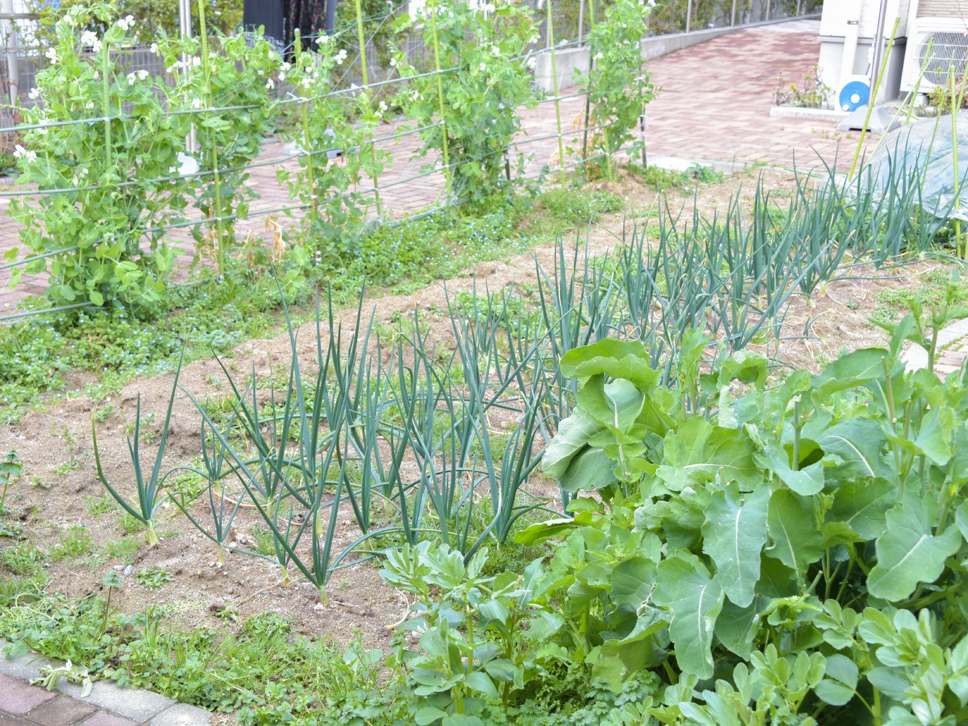 施設の敷地内には、家庭菜園ができる場所がある。入居者様達がネギや季節ごとに旬の野菜を育て収穫して楽しんでいる。