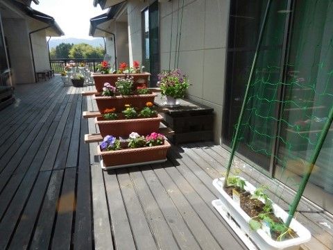 建物の間はウッドデッキで、プランターが多数用意されている。窓の近くのプランターには支柱が刺してあり、ネットがかけてある。