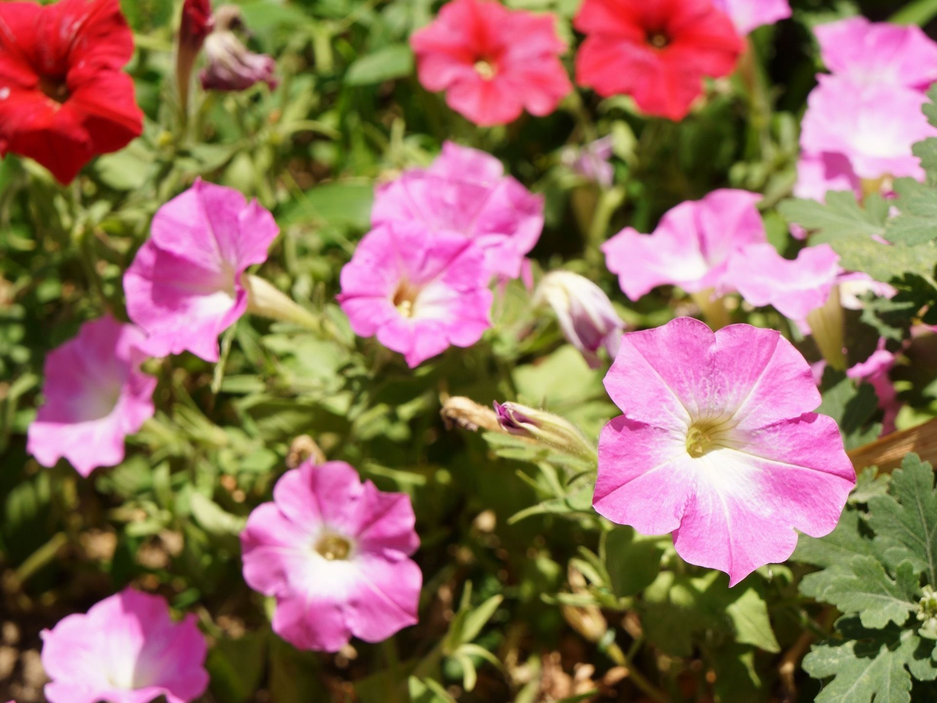 施設にはたくさんの花が敷地内に植えられている。散策などを楽しみながら、自然に親しむことができる環境である。