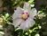施設中庭の花壇に、きれいな白と朱色の花びらのムクゲの花が一輪大きく咲いている。花が終わった後に実ができている。
