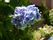 中庭の花壇に、紫色の紫陽花がきれい咲いている。他にも背の低い草が生えていて、ピンク色の花を咲かせている。