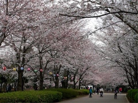 「敬老園ロイヤルヴィラ矢作台」の周辺環境。春頃には桜の満開の時期となる。