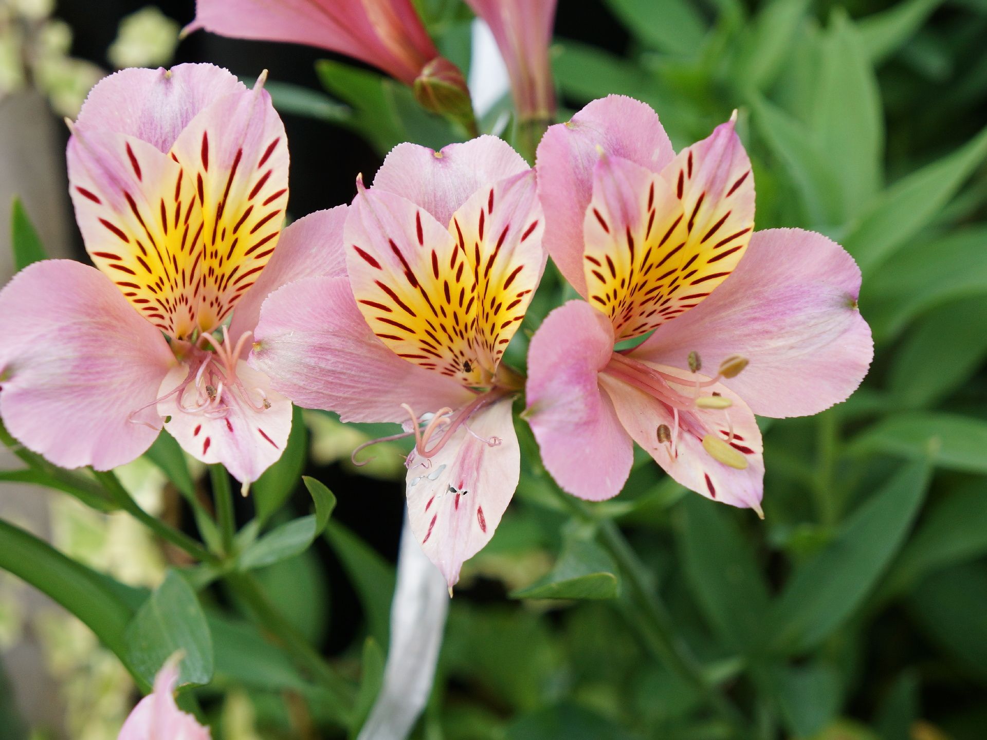 薄いピンク色と黄色の可愛らしい花が咲いている。中心部分には、茶色い線のような模様もたくさんついている。