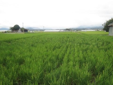 「清水水源の家二番館」の周辺環境。緑の宝庫で、自然を堪能できる。