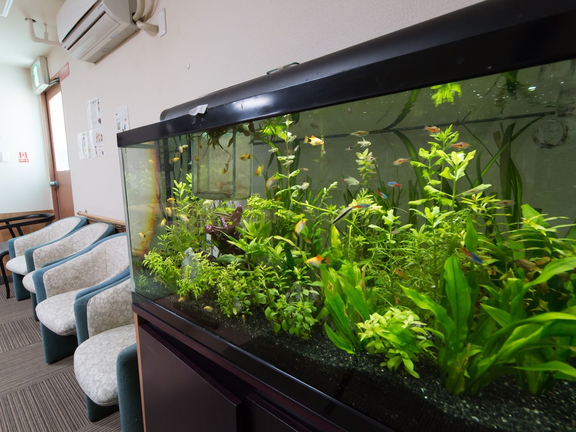 施設内の廊下に大きなアクアリウムがあり、たくさんの水草の中を熱帯魚が泳いでいる。奥に椅子が並べられている。