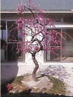 桜の木