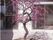 きちんと整備されている中庭には色鮮やかな桜の木が植えられており、入居者様は気軽に気分転換することができる。