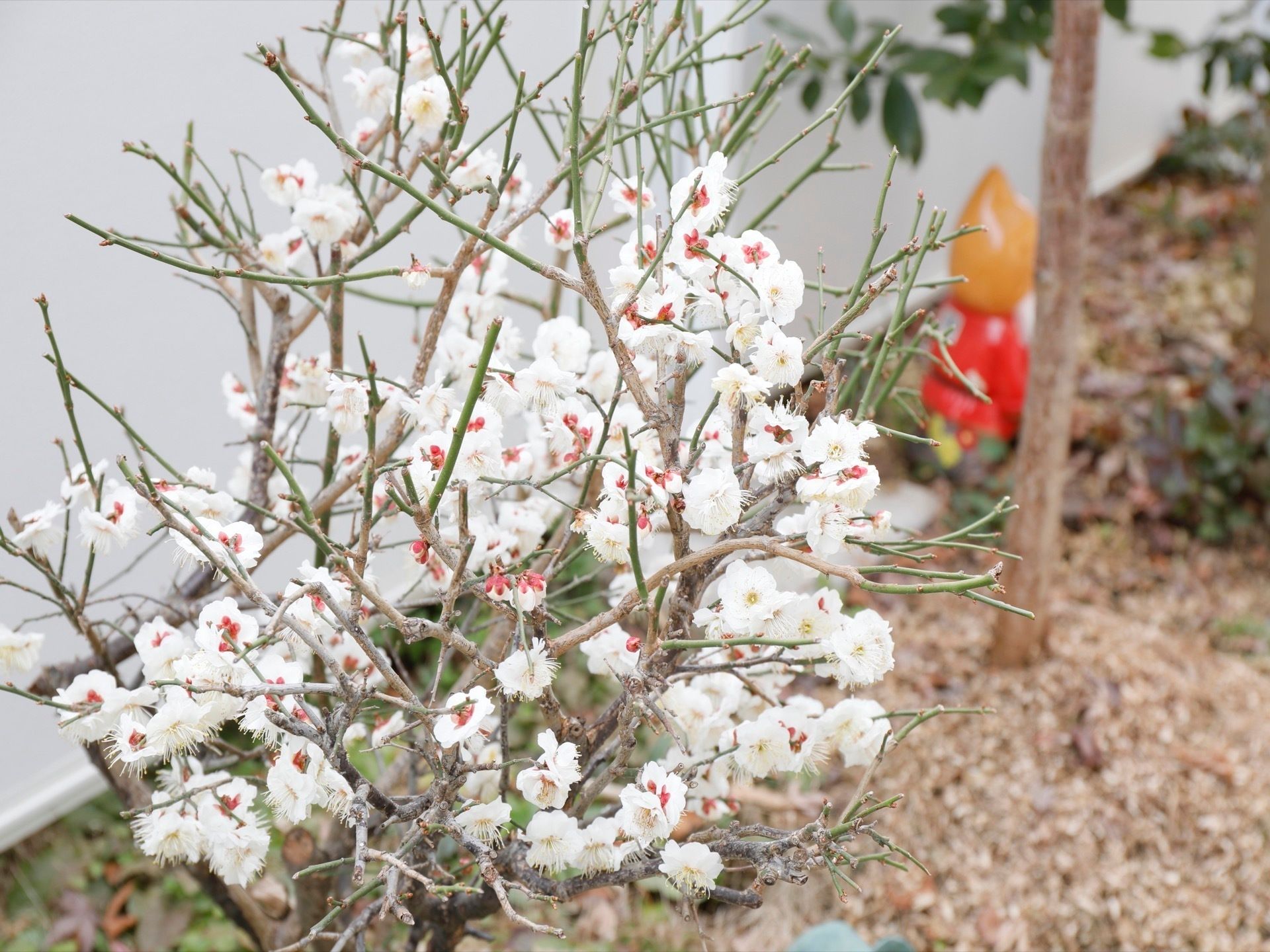 小さな庭スペースに植えられている、たくさんの花が開いている桜の木