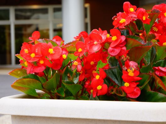 プランターの花