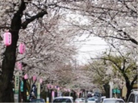 建物の前の道路には、両側にたくさんの桜の木が植えられている。春には桜のトンネルが美しく、花吹雪の光景は圧巻。