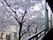 桜が見える廊下