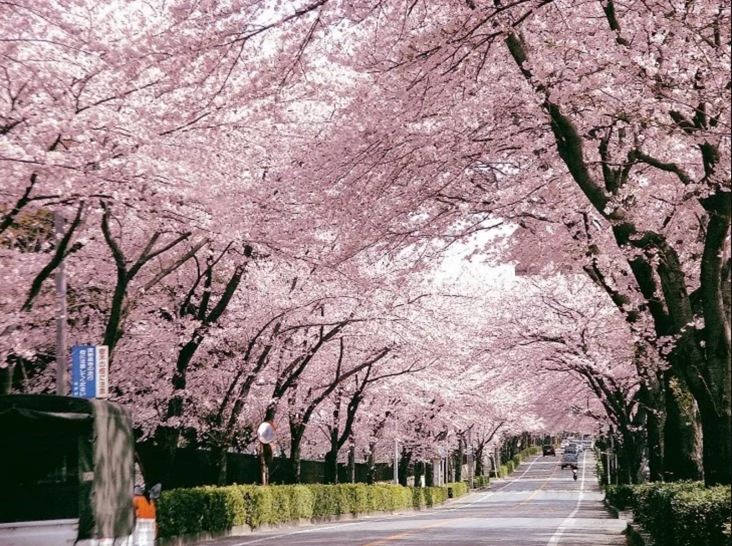 建物の前の道路には、両側にたくさんの桜の木が植えられている。春には桜のトンネルが美しく、花吹雪の光景は圧巻。