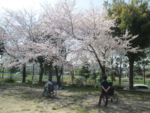 広い敷地がある公園。道路沿いに植えられている桜の木の下で、車椅子をご利用の入居者様やスタッフが桜を眺めている。