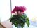 窓からは外の光がたっぷりと差し込み、棚の上にはピンク色がきれいな花が鉢植えに入れられて飾られている。