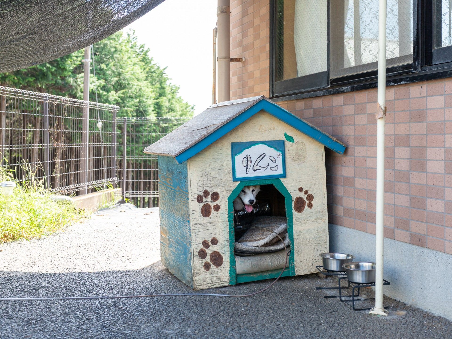犬小屋と犬の様子