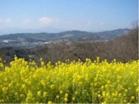 菜の花が咲いている、高台にある施設の近隣の公園。外出時にはこちらの公園で、散策を楽しむこともできる。