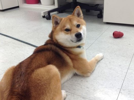 看板犬