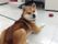 柴犬がこちらを向いている。赤いお手玉が転がっている。