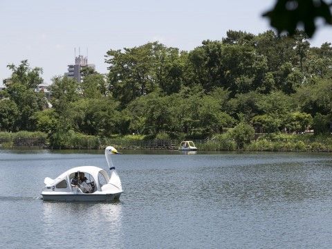 ホームの近くにある公園。湖で白鳥のボートに乗っている人たちがいる。周りは木々に囲まれており自然を感じる場所である。