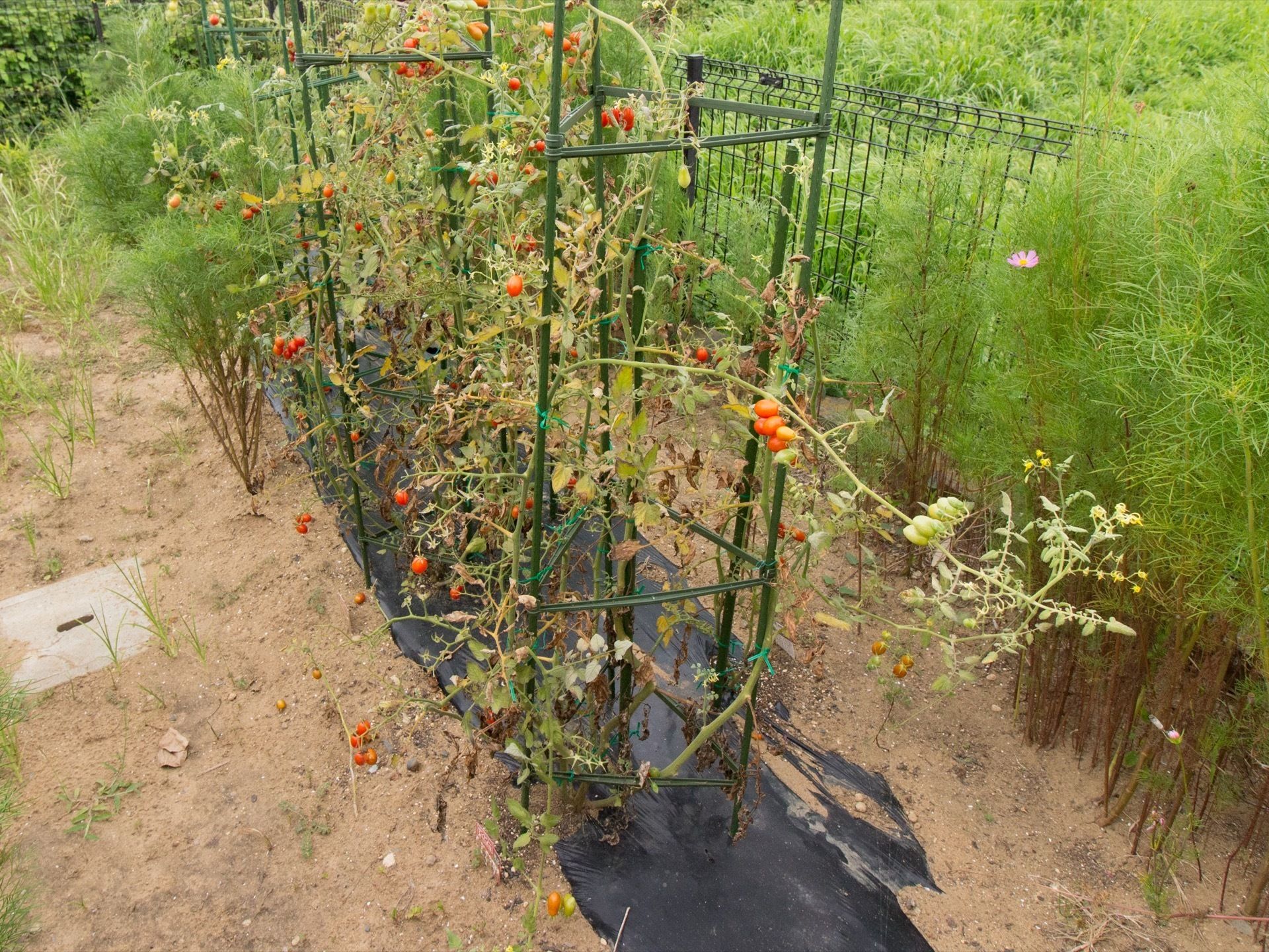 敷地内に菜園がある。ミニトマトが育てられていて、多くのトマトが実っている。脇に季節の花も咲いている。