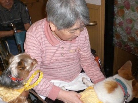 犬の背中をなでる、車椅子を利用するボーダー柄のポロシャツの高齢女性